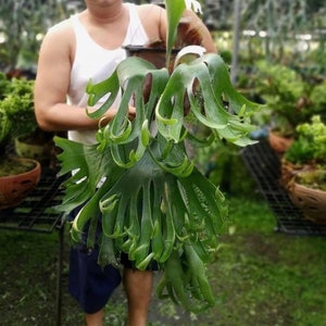 Platycerium Ebid#1 pup semi mature