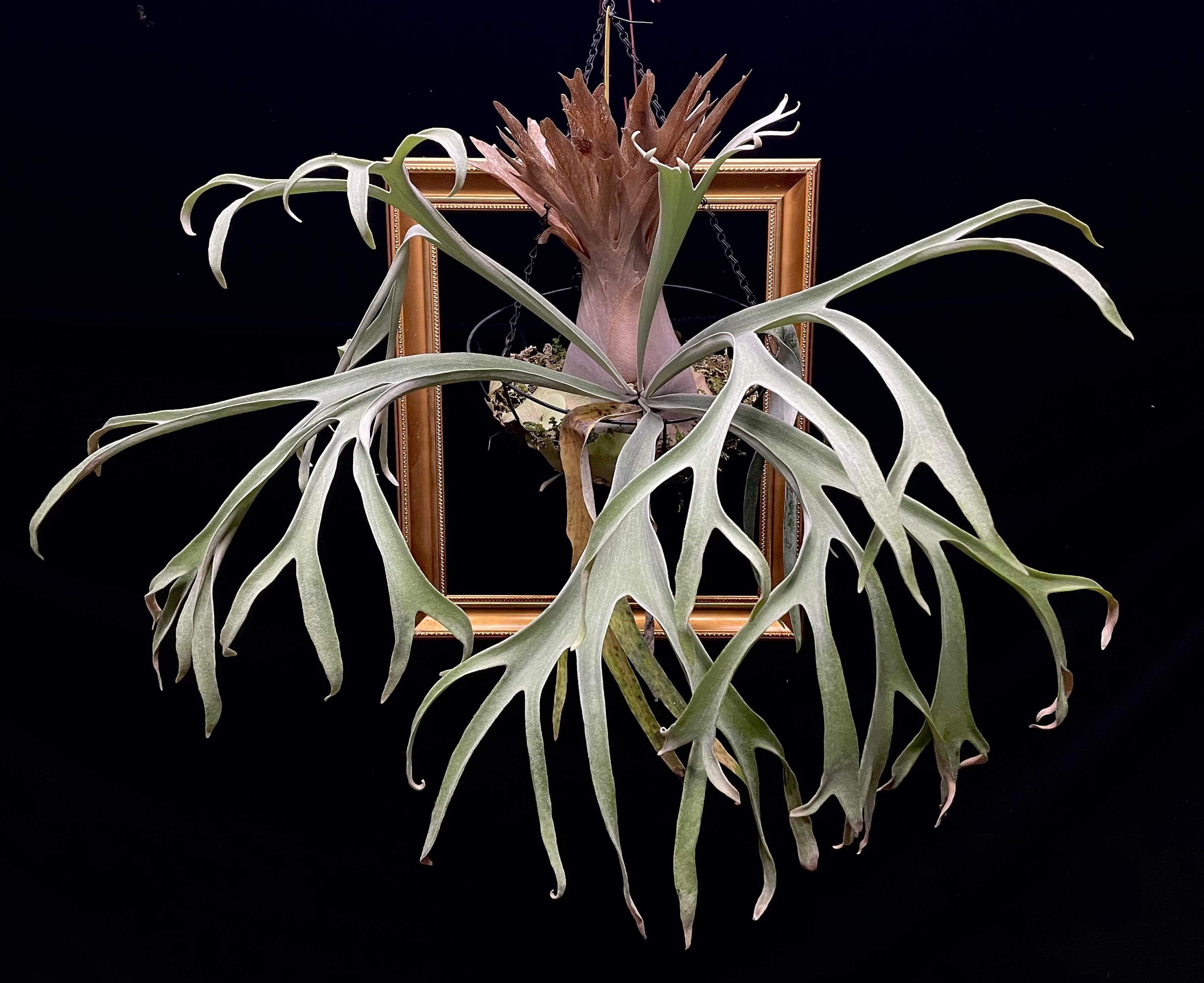 Platycerium Willinckii Dwarf - Etsy