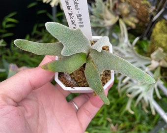 P. Willinckii Jade Girl spore