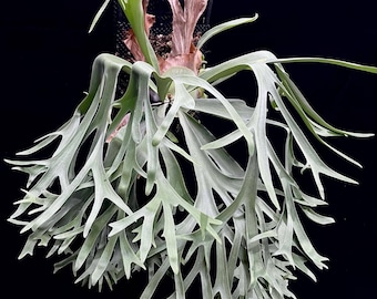 P.willinckii ‘Moonlight’ (vp)superdwarf P.willinckii 'Moonlight' (vp)superdwarf