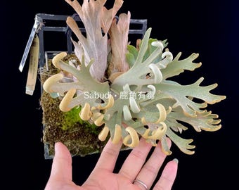P.wllinckii Aysun Sporeling (small) - Etsy