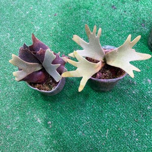 Omniplant_p. Willinckii Bacteria Spore (small) - Etsy Omniplant_p. Willinckii Bacteria Spore (small) - Etsy
