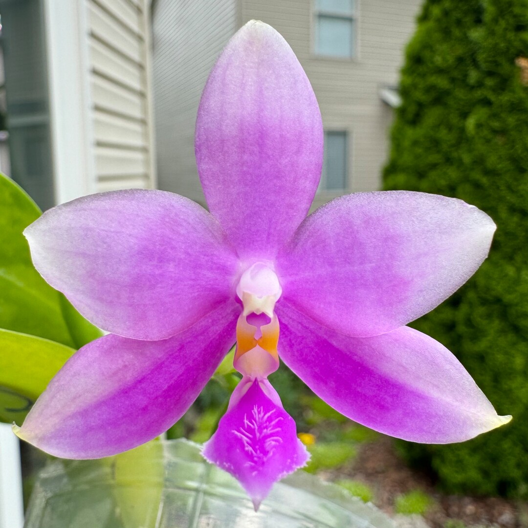Phal.samera Blue X Yaphon Super Jaguarblue X Phal. Yaphon Gem flava