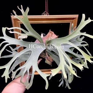 Omniplant_p. Willinckii Bacteria Spore (medium) - Etsy