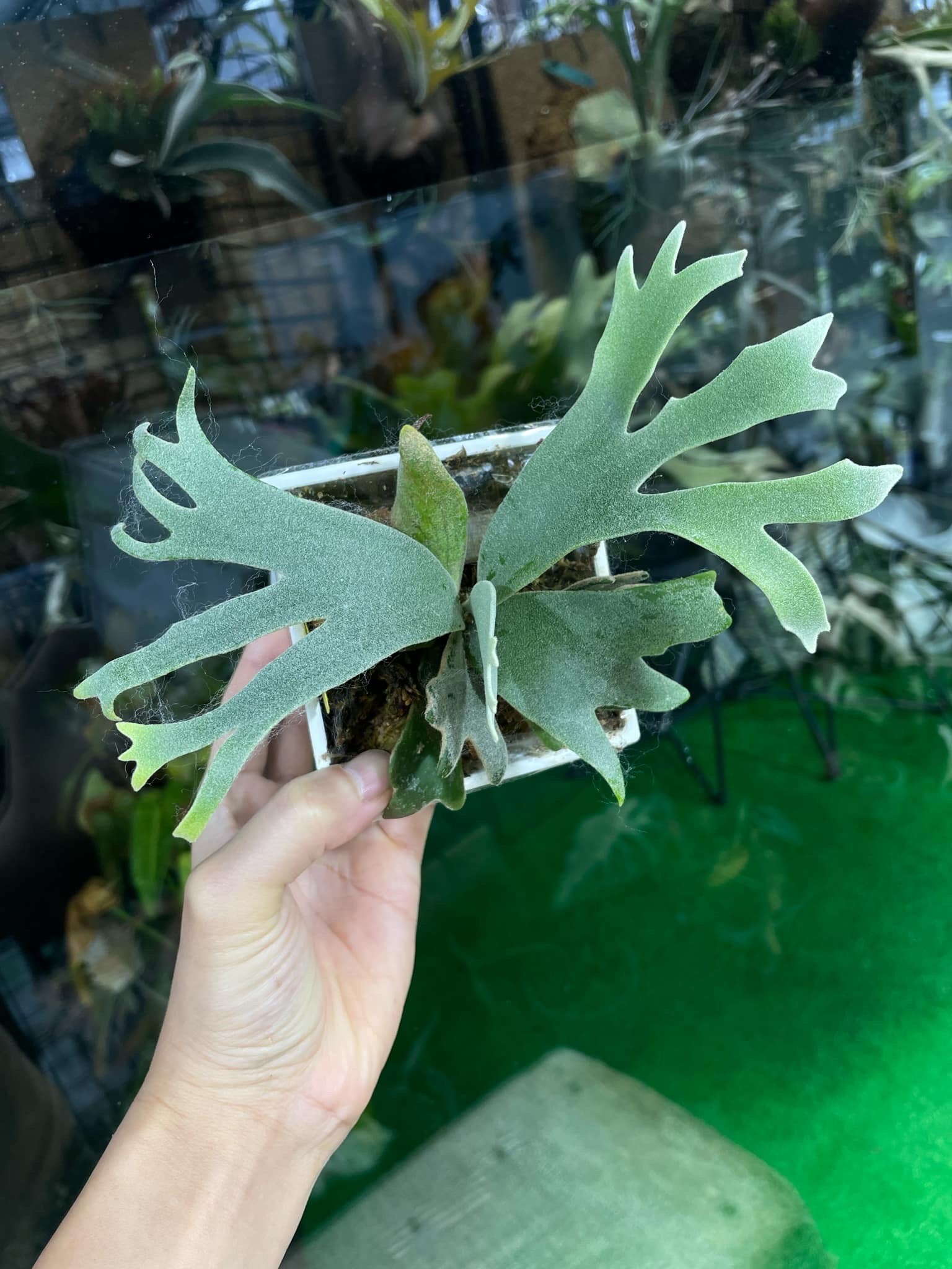 P. willinckii dwarf tatsuta ドワーフタツタ スポア2（P