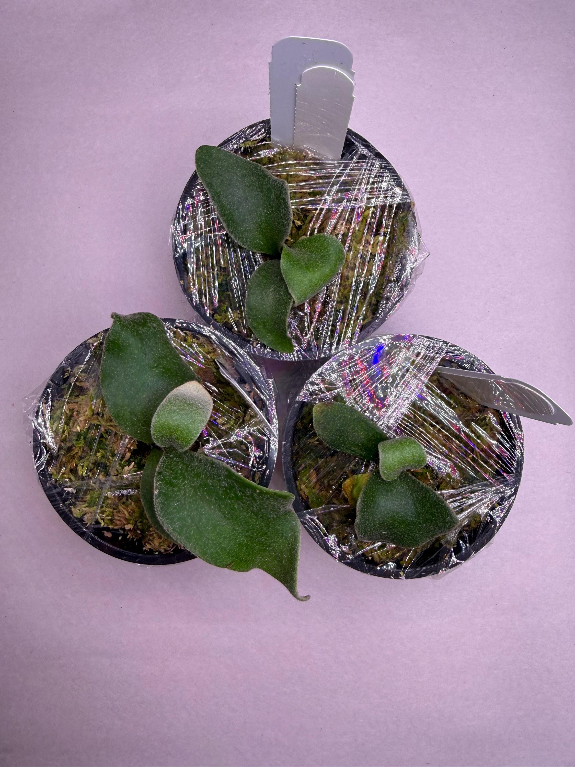 Platycerium Veitchii Auburn River Spore - Etsy