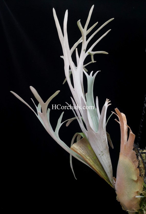 ビカクシダ P.veitchii silver frond 【公式通販】