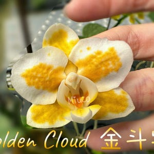 May include: A close-up of a Golden Cloud orchid flower. The flower has white petals with yellow and orange markings. The text "Golden Cloud" is at the bottom of the image.