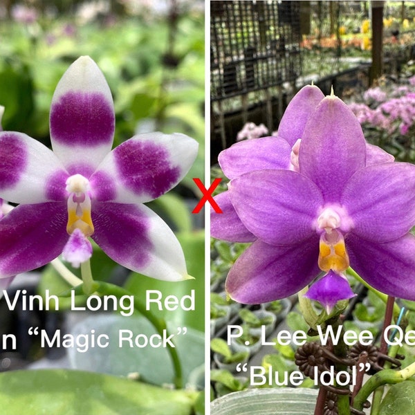 Phal. Vinh Long Red Sun "Magic Rock" x P. Lee Wee Queen “Blue Idol”