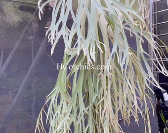 Platycerium Willinckii Moonlight Pup - Etsy