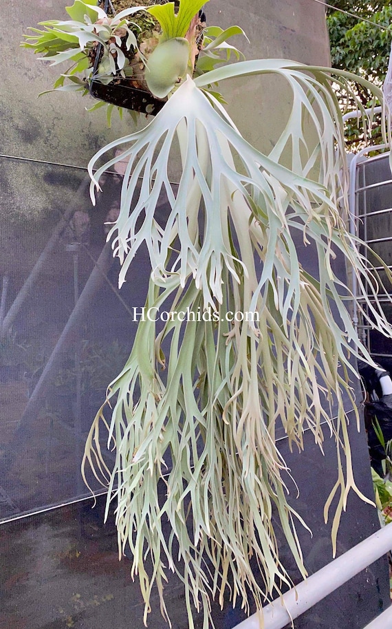Platycerium Willinckii Moonlight Pup - Etsy