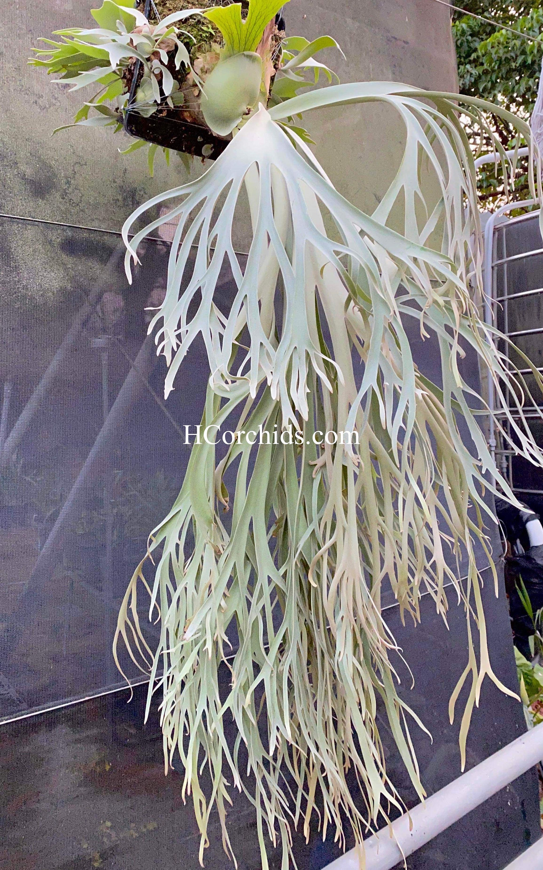 Platycerium Willinckii Moonlight Pup - Etsy