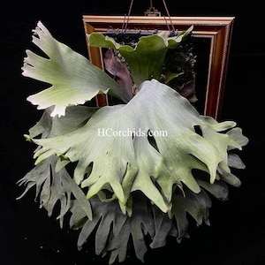 Platycerium Willinckii Moonlight Pup - Etsy