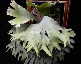 Platycerium Willinckii 'thousands of Arrows Fired' Staghorn Fern