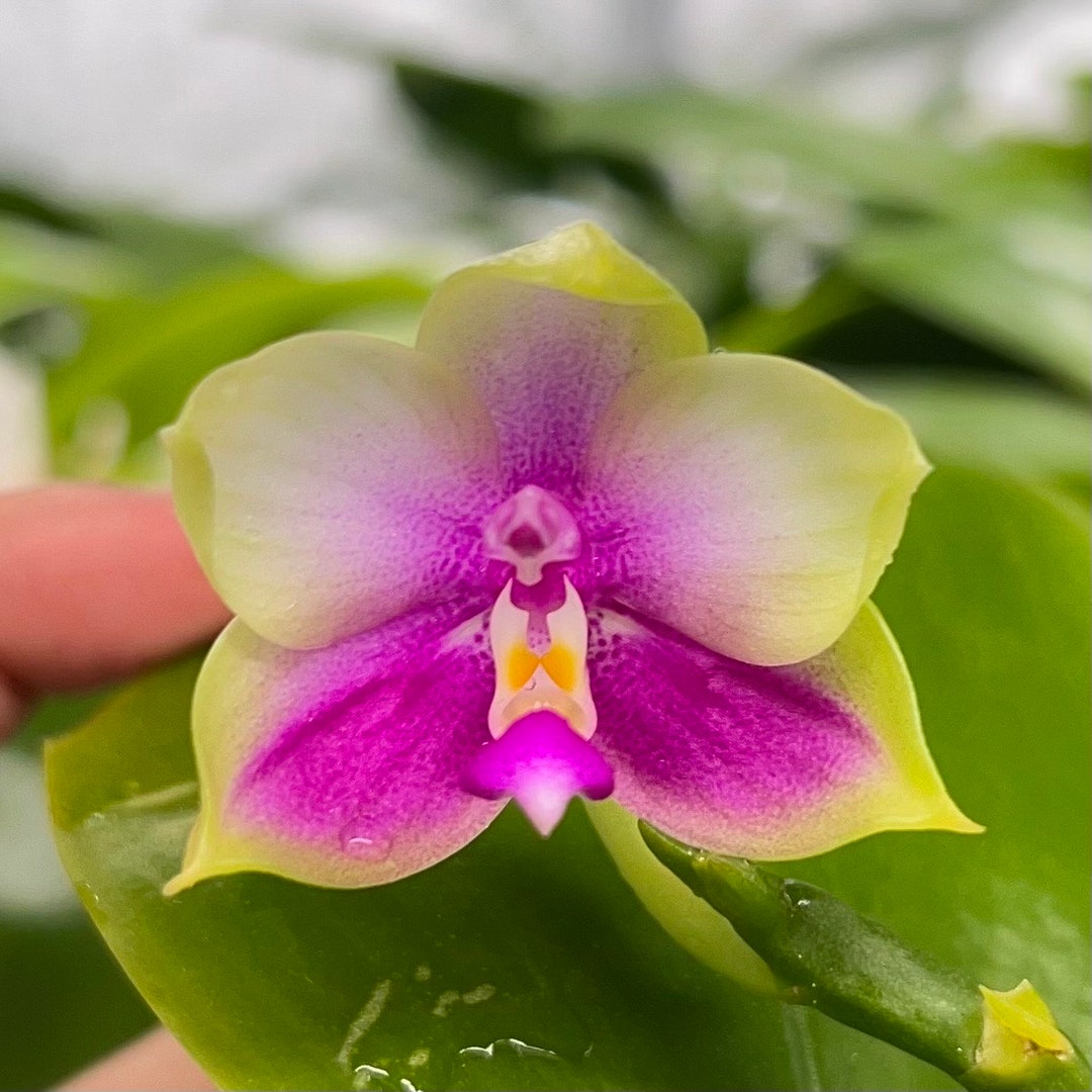 Phal. phal. Bellina X Phal. Yangyang Pink Mary X Sib one of - Etsy