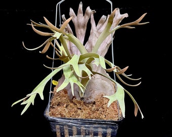 Platycerium Willinckii Yellow Moon Spore”dwarf Select “#S2