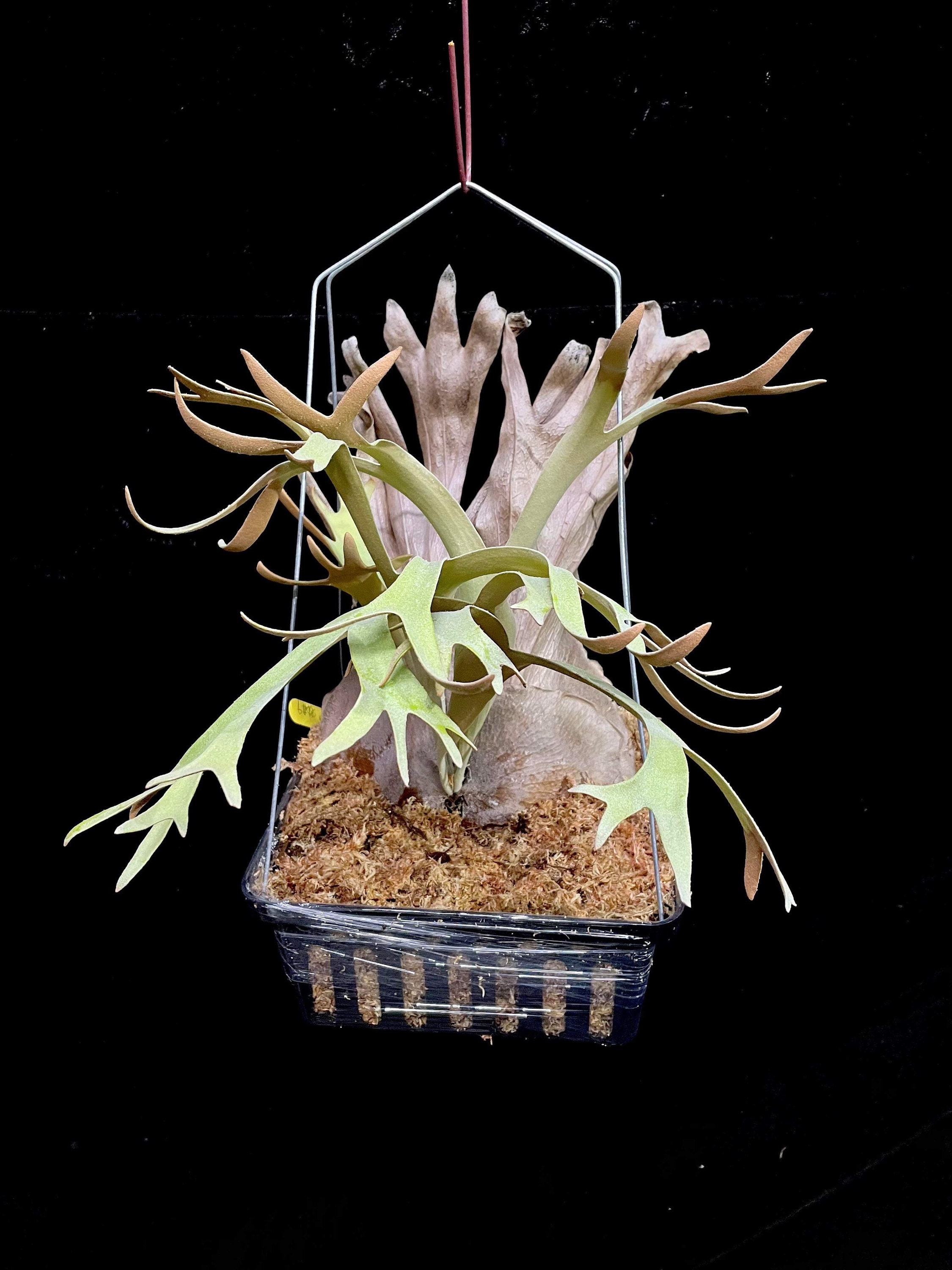 willinckii 'OMG' original pup ② Species Spotlight: Platycerium Willinckii : r/Staghornfern