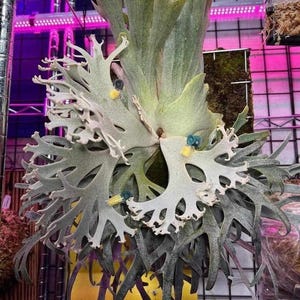 Platycerium Willinckii Jenny - Etsy