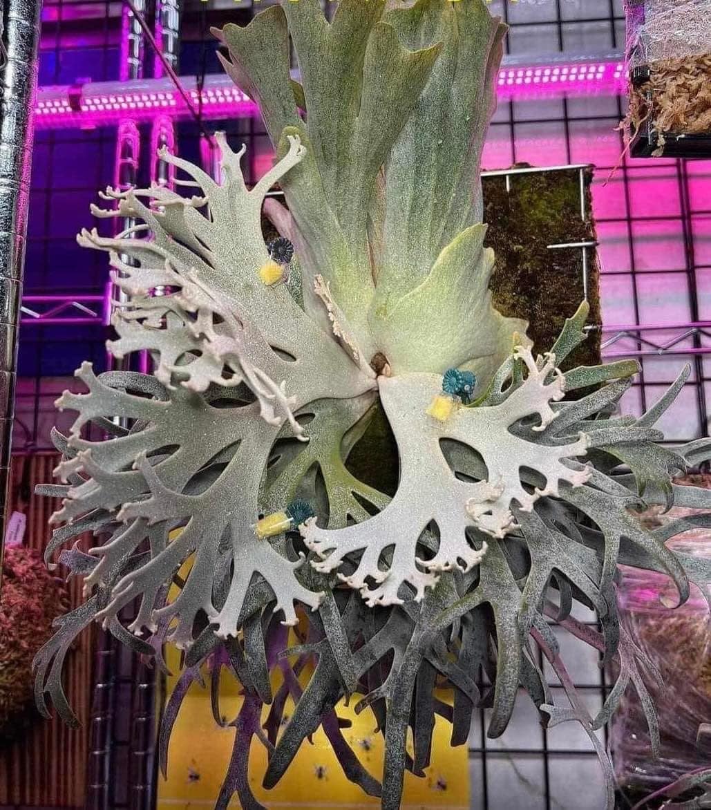 Platycerium Willinckii Jenny - Etsy