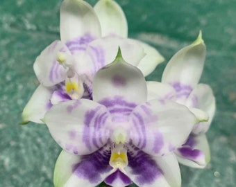 Phalaenopsis Mituo Purple Dragon 'Blue White' Spiking