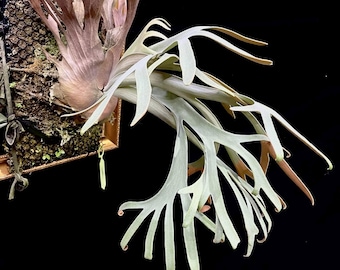 Platycerium Willinckii Dwarf “OMG” Sporeling - Etsy