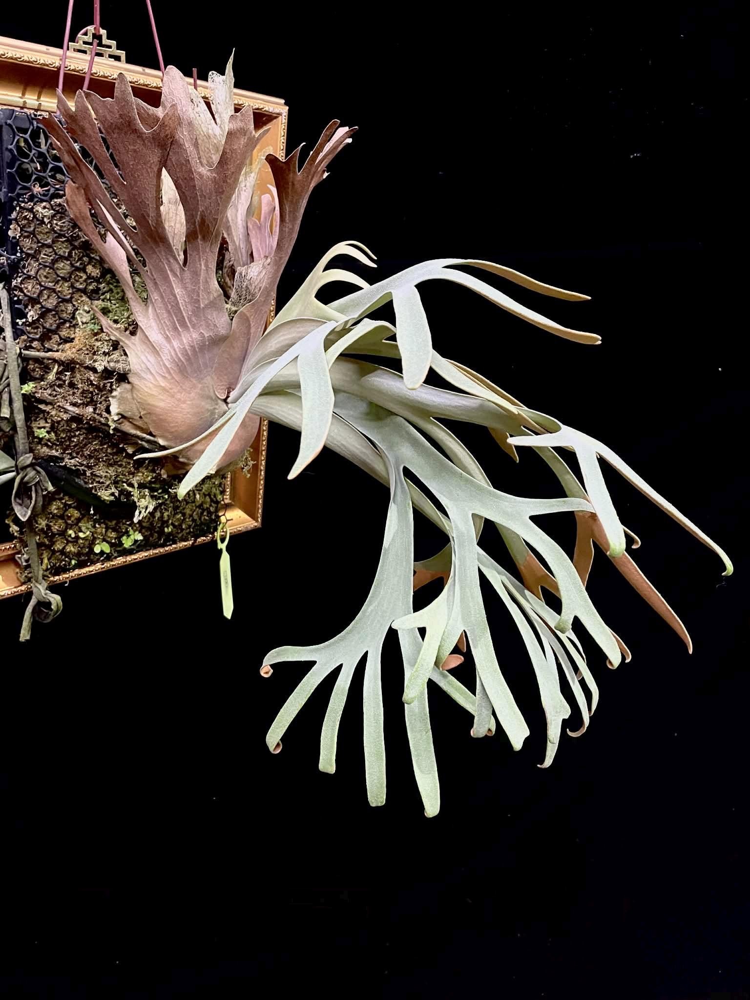 Platycerium Willinckii Dwarf - Etsy