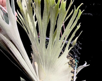 P.Veitchii Wild Australia Pup ビカクシダベイチーveitchii Wild pup