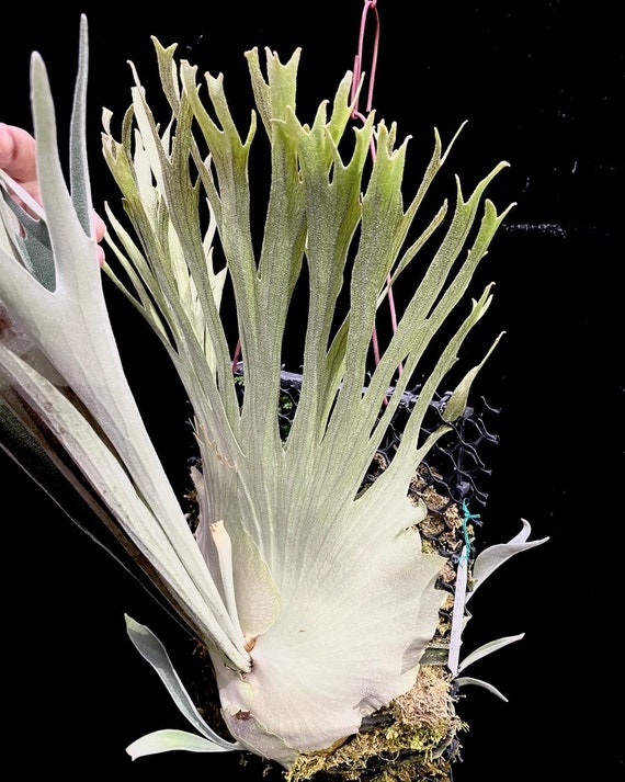 P. Mt.Lewis x P. veitchii wild P. Veitchii Wild Pup - Etsy