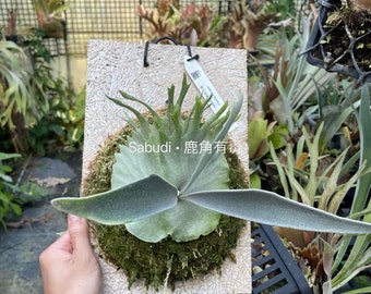 AKIMU様！メルカリ便！P.ridleyi dwarf silver 240 AKIMU様！メルカリ便！P.ridleyi dwarf silver 240