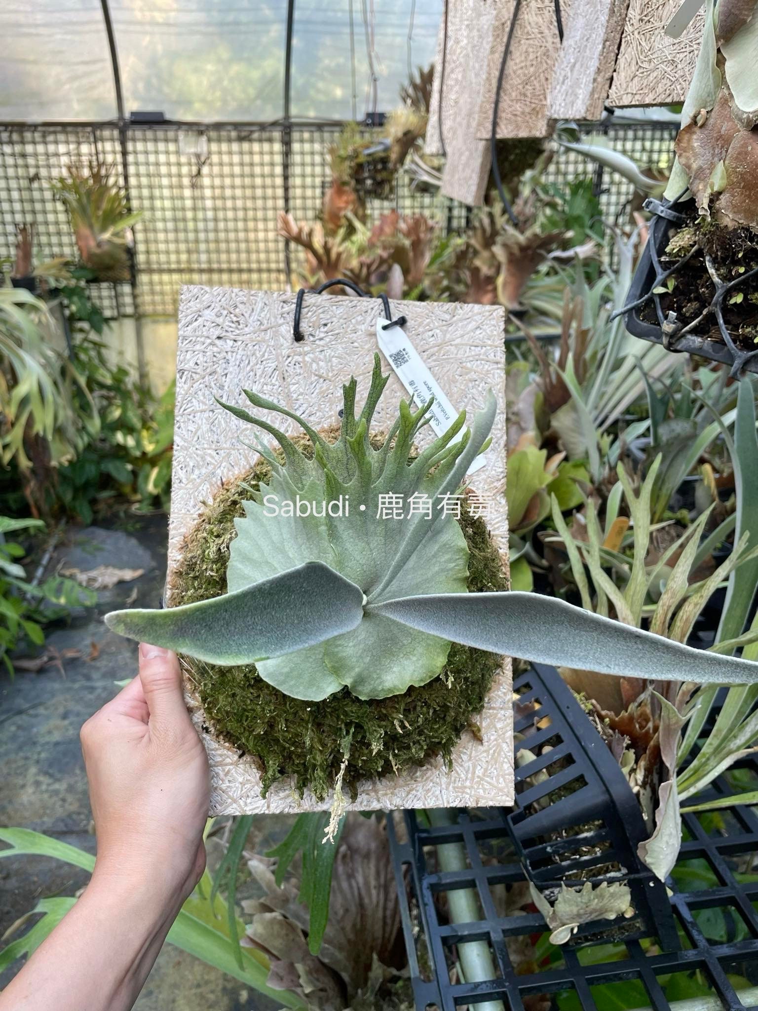 Platycerium Omg - Etsy Platycerium Omg - Etsy