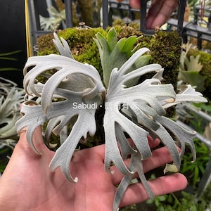 Platycerium Willinckii Dwarf “OMG” Sporeling - Etsy