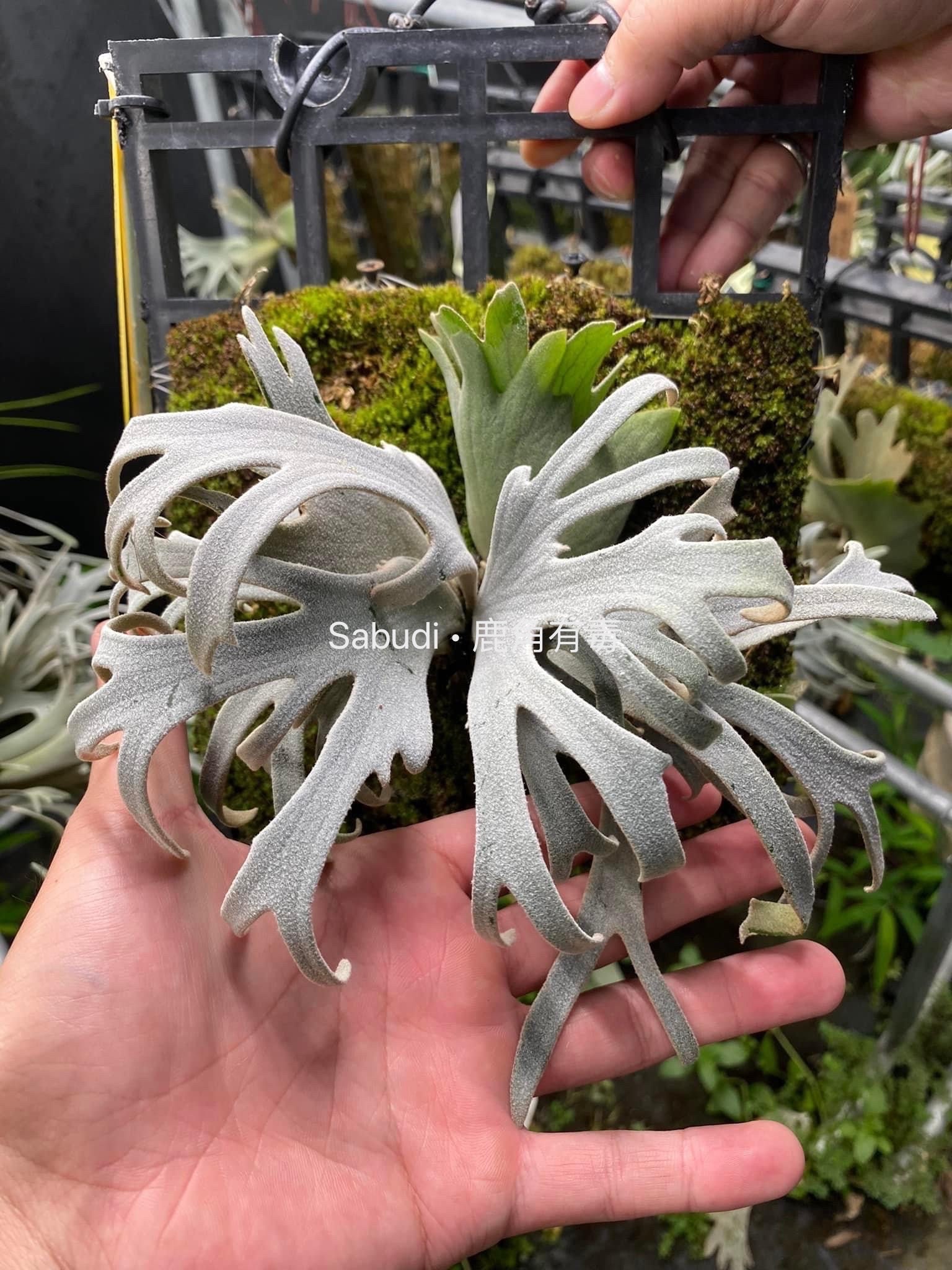 tomi　P.willinckii Platycerium Willinckii Dwarf - Etsy