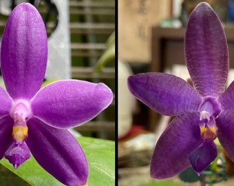 Phal. Norman's Blue Jennifer x Phal. Mainshow Blue Wave #1