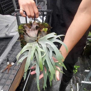 Platycerium willinckii 'Jenny'