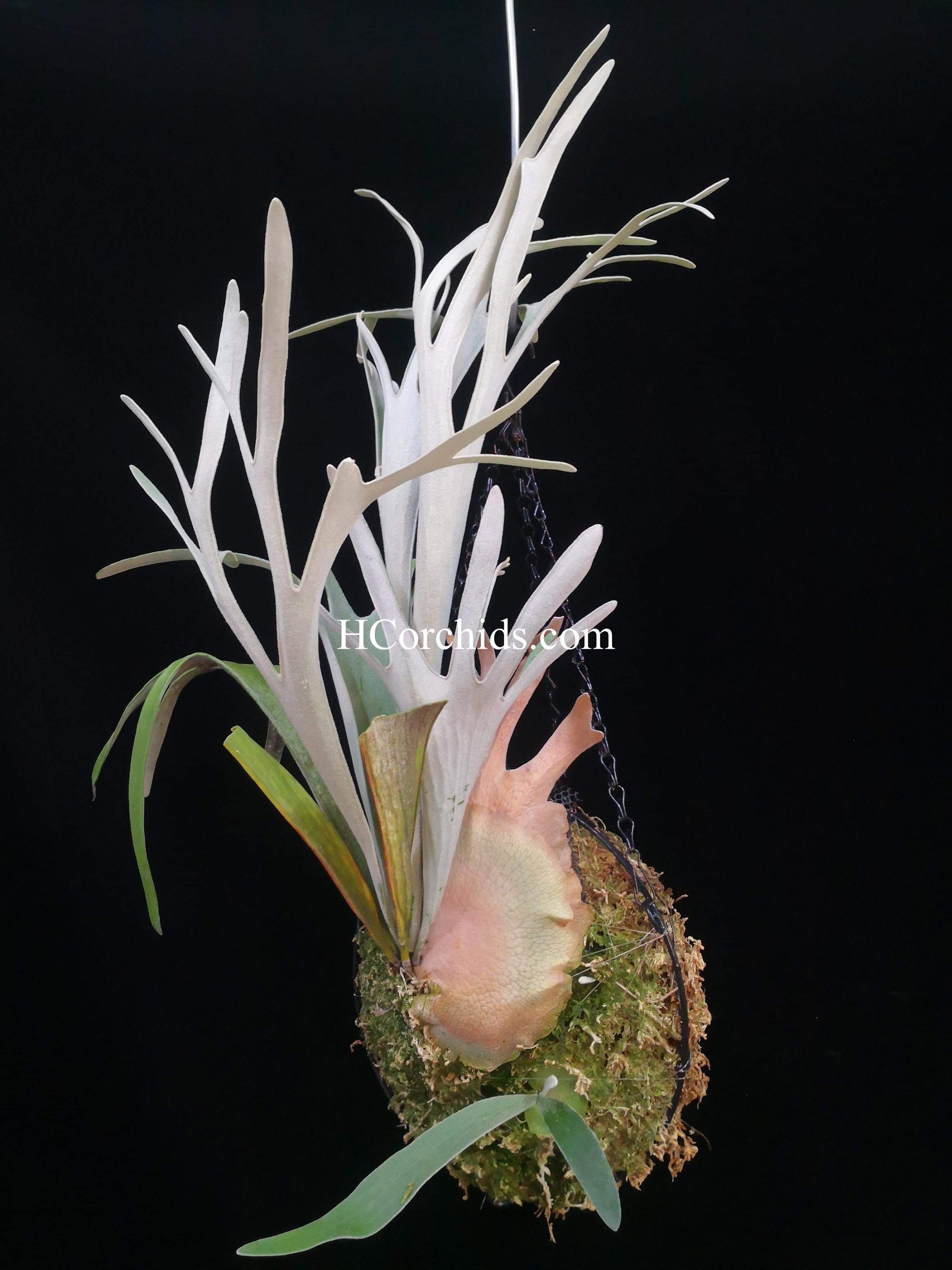 ビカクシダ P.Summer 可憐 Breeze(夏の微風) pup 株分子株 ビカクシダ P.Summer 可憐 Breeze(夏の微風) pup 株分子株