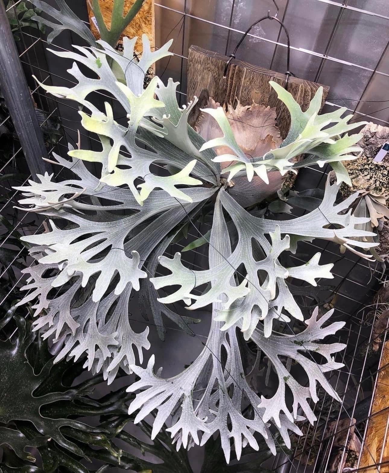 Platycerium Willinckii Dwarf - Etsy