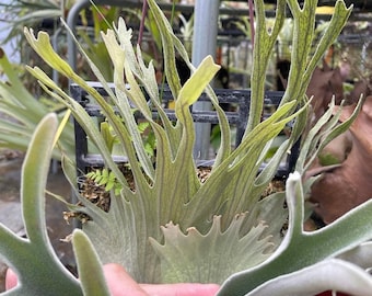 Platycerium Veitchii Auburn River Spore - Etsy