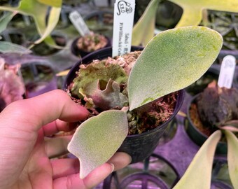 Platycerium Willinckii Celso Tatsuta Pup - Etsy