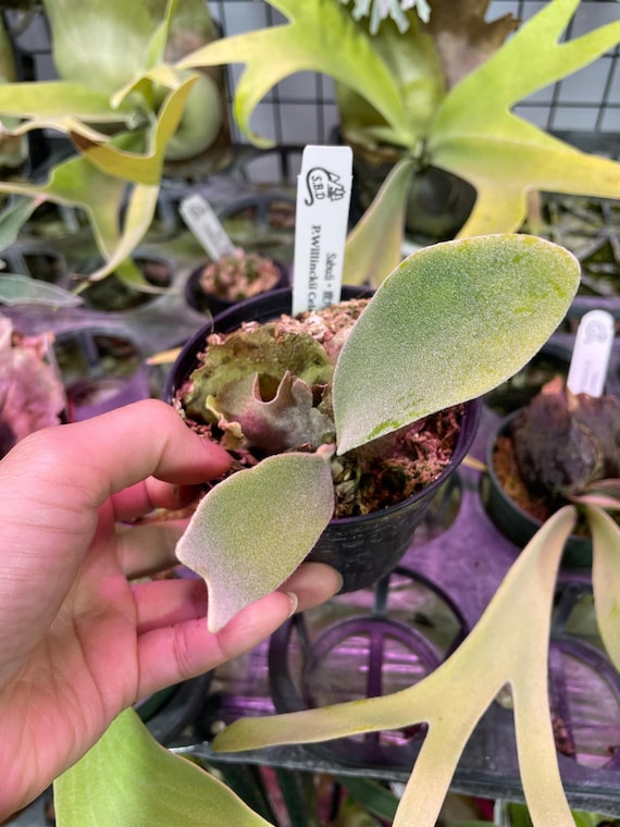 Platycerium Willinckii Celso Tatsuta Pup - Etsy