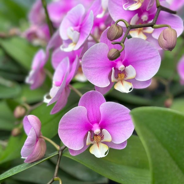 Phalaenopsis Taisuco Anna