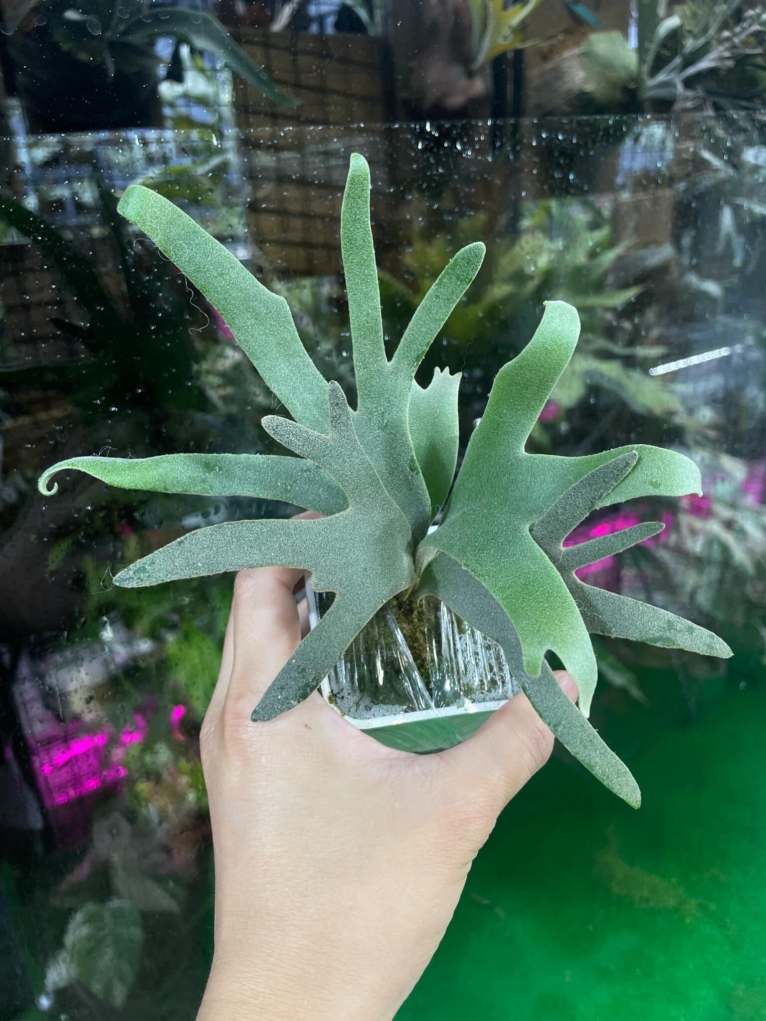 ビカクシダ P.willinckii Jade Girl ジェイドガール親株