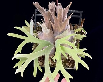 P.willinckii ‘Moonlight’ (vp)superdwarf P.willinckii 'Moonlight' (vp)superdwarf P.willinckii 'Moonlight