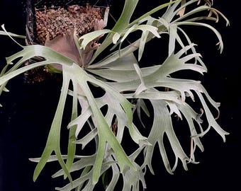 P.willinckii ‘Moonlight’ (vp)superdwarf P.willinckii 'Moonlight' (vp)superdwarf P.willinckii 'Moonlight