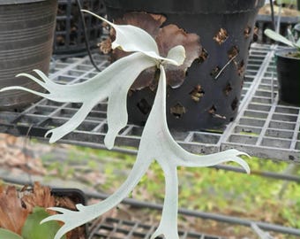 Platycerium Willinckii Jewel Sporeling - Etsy