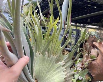 Platycerium Veitchii Auburn River Staghorn Fern - Etsy