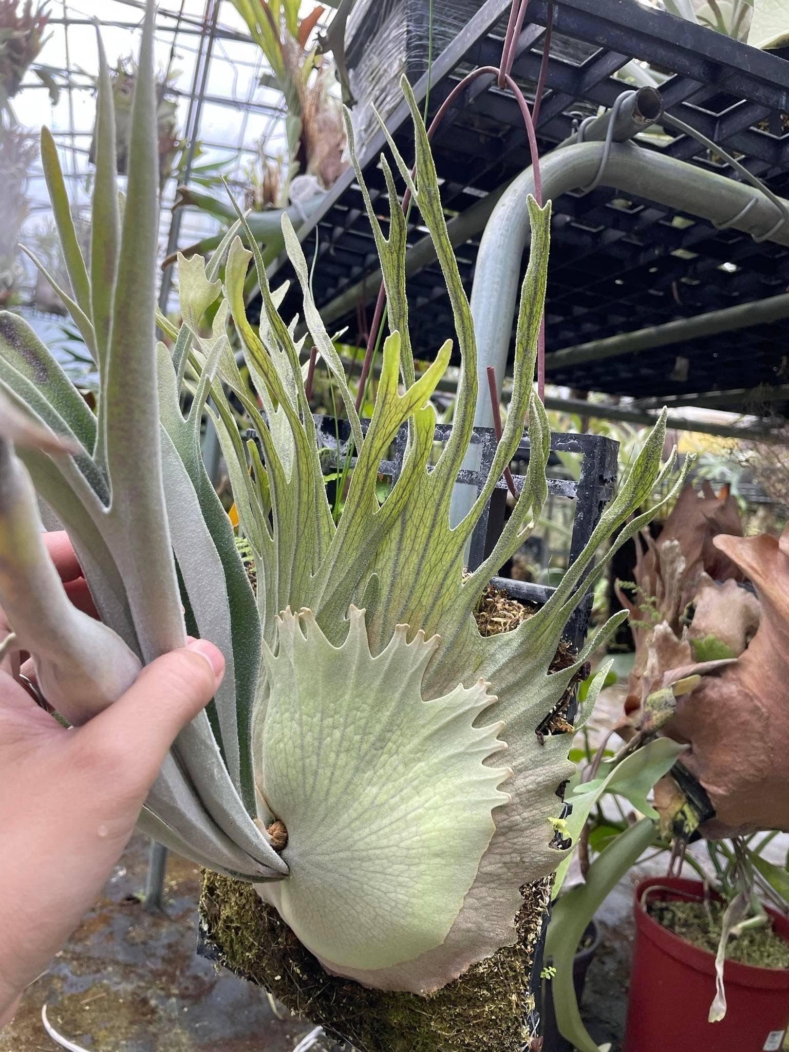 Platycerium Auburn River - Etsy