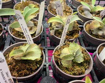 Platycerium Veitchii Wild Spore - Etsy