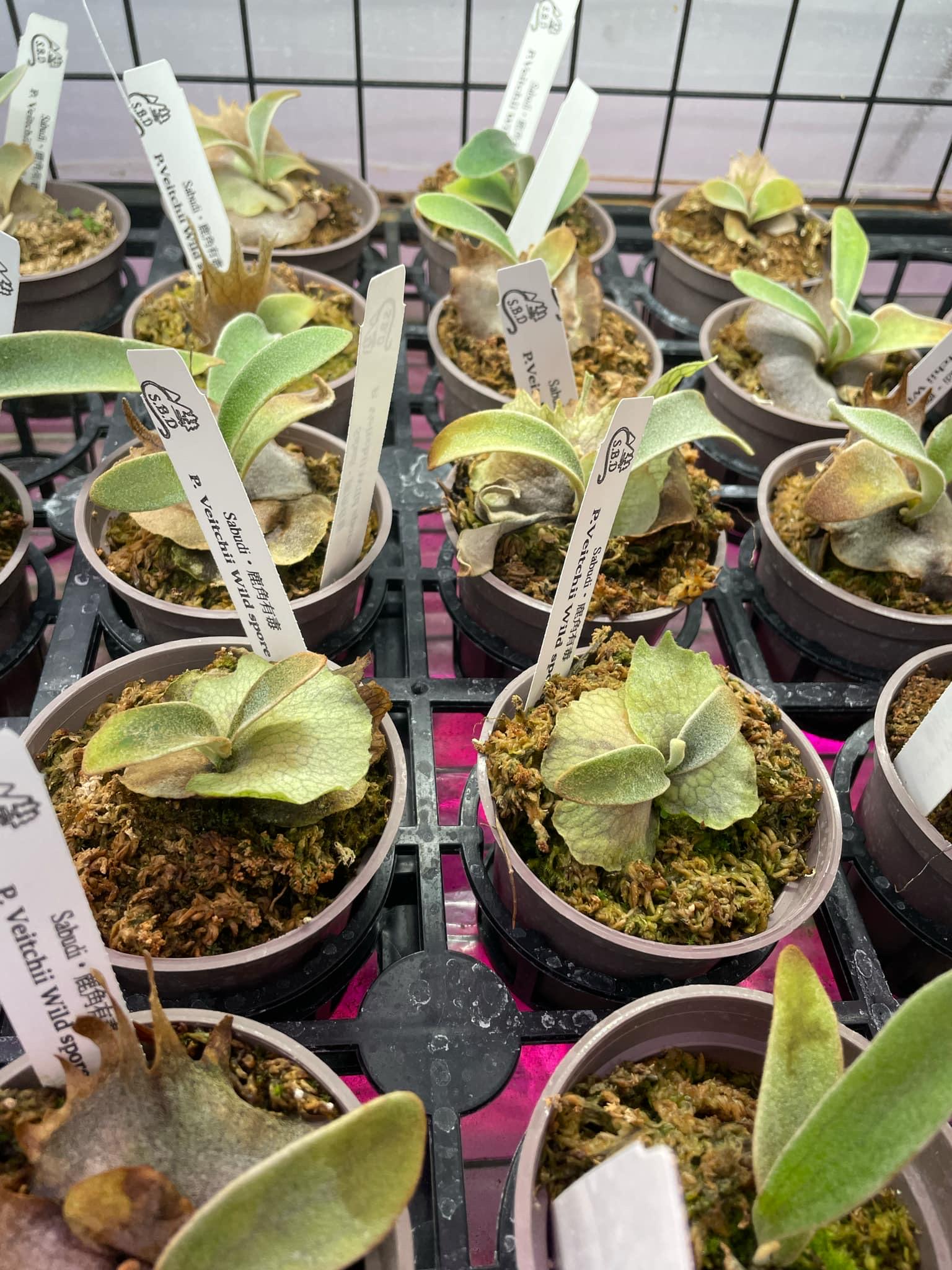 P.veitchii limited species 3 edition 子株 P.veitchii limited species 3 edition 子株 P.veitchii limited