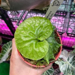P. Ridleyi Dwarf Sliver - Etsy P. Ridleyi Dwarf Sliver - Etsy