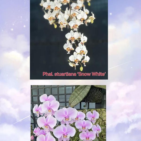 Phalaenopsis (stuartiana ‘White Snow’ x schilleriana ‘Sliver Mountain’) BTA378
